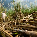 Sugar’s not-so-sweet dilemma: the bitter reality of heat stress