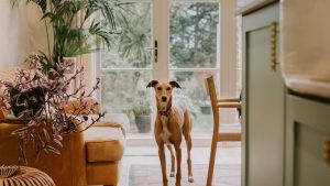 Nordstrom Anniversary Sale 2025 Luxury Home & Kitchen Deals