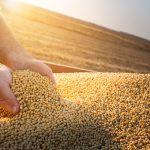 Unsustainable soy may soon arrive in Europe