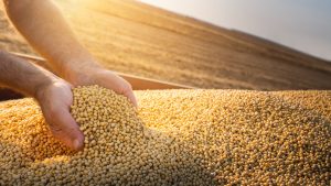 Unsustainable soy may soon arrive in Europe