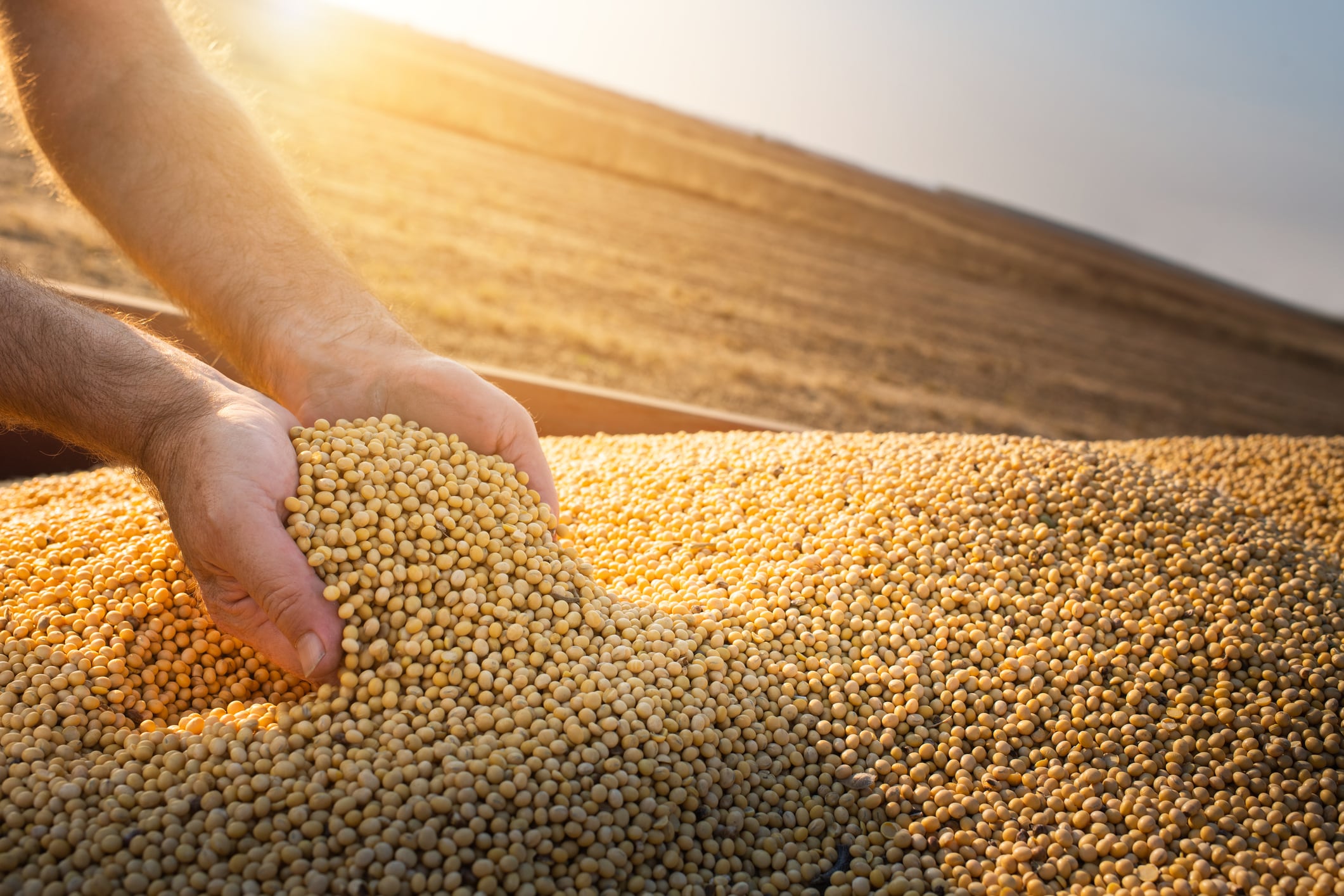 Unsustainable soy may soon arrive in Europe