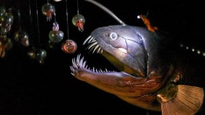 Touch the Deep Ocean: A Fascinating Multimedia Exhibition
