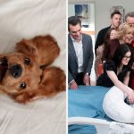 Pick Some Adorable Animals And We’ll Tell You Which TV Sitcom Family You Truly Belong In