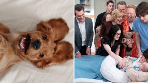 Pick Some Adorable Animals And We’ll Tell You Which TV Sitcom Family You Truly Belong In