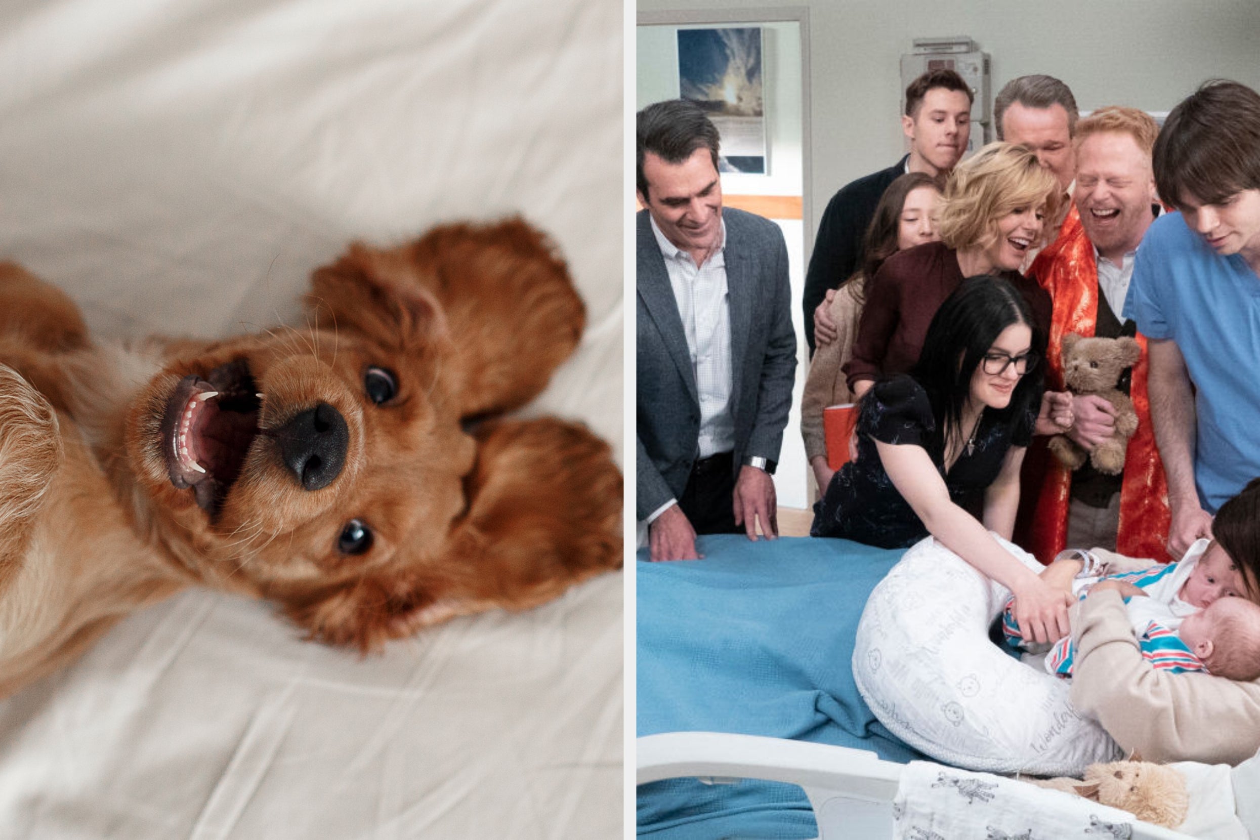 Pick Some Adorable Animals And We’ll Tell You Which TV Sitcom Family You Truly Belong In