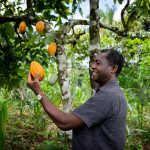 EUDR: 4 key traceability challenges for cocoa