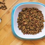 The best automatic dog feeders to keep your pooch fed on time