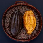Cocoa crisis: Production threatened by black pod disease