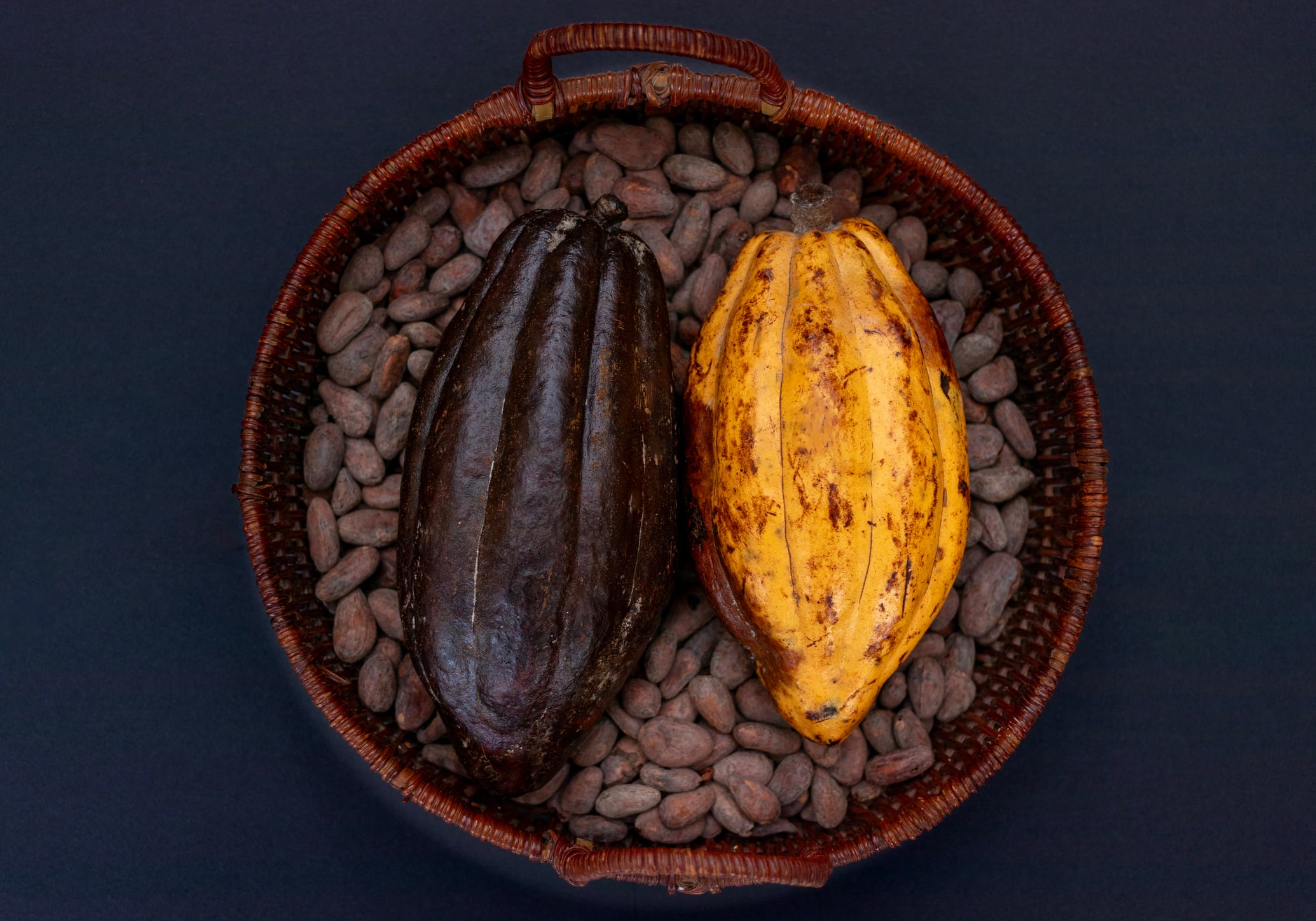 Cocoa crisis: Production threatened by black pod disease