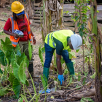 Health alert! Crops, fish poisoned in Galamsey areas – New study warns