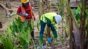 Health alert! Crops, fish poisoned in Galamsey areas – New study warns
