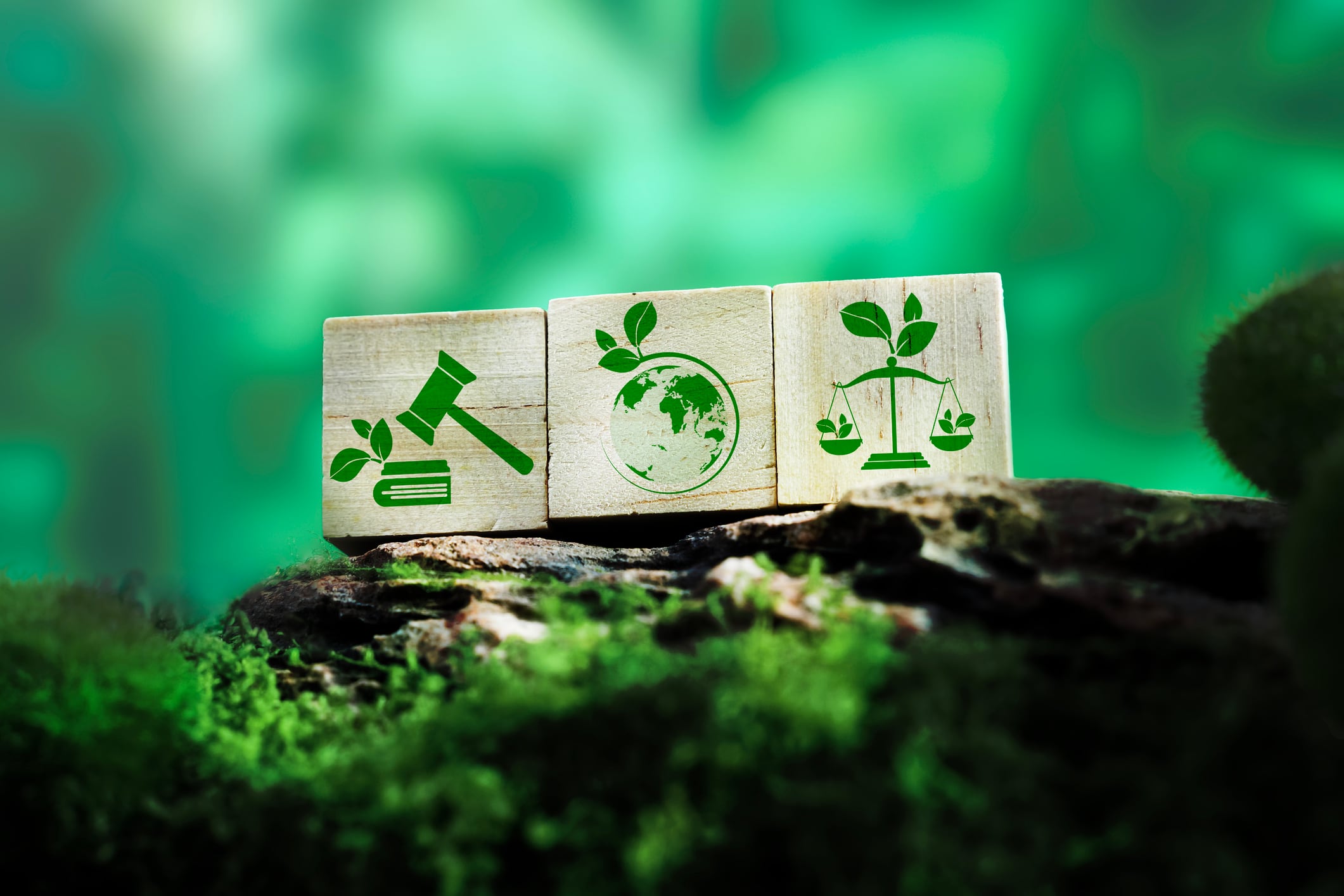 EUDR: How companies can ensure Indigenous rights are protected