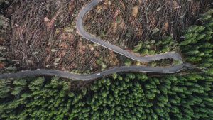 Combatting deforestation with cash: How financing is helping producers prepare for the EUDR