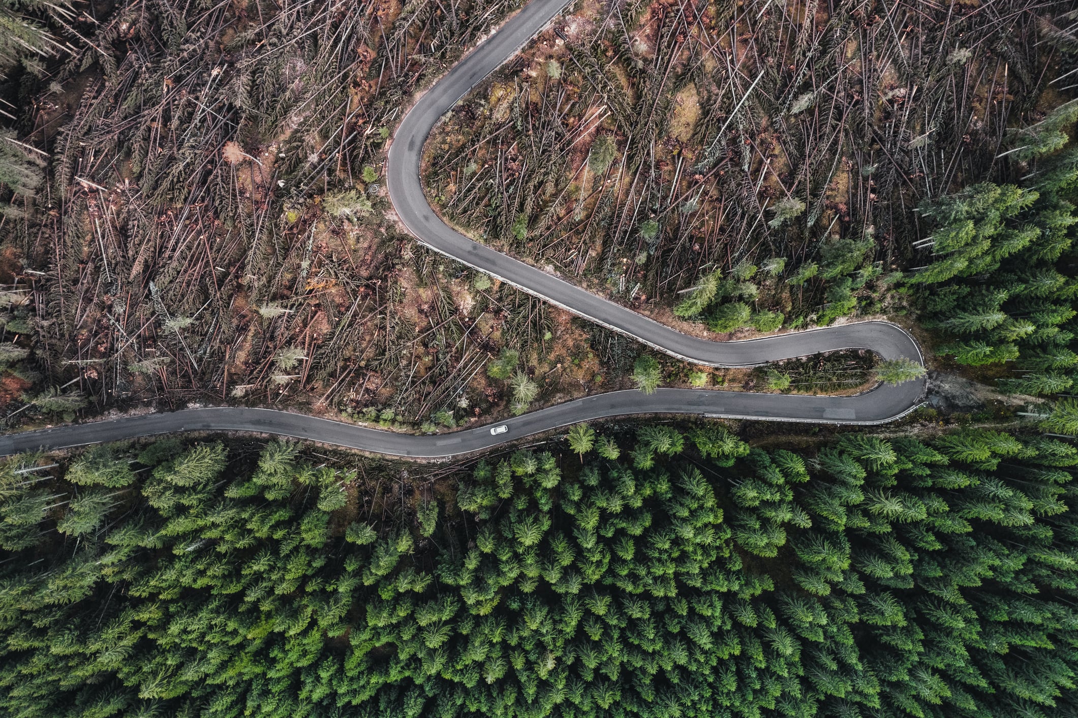 Combatting deforestation with cash: How financing is helping producers prepare for the EUDR
