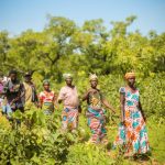 Maltiti: The 12-acre sacred forest that protects Yiwogu’s people and their climate