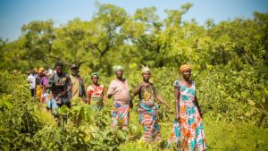 Maltiti: The 12-acre sacred forest that protects Yiwoguâs people and their climate